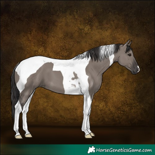Horse Color:Smoky Grullo Tobiano 