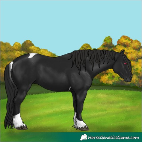 Horse Color:Gray Black Tobiano