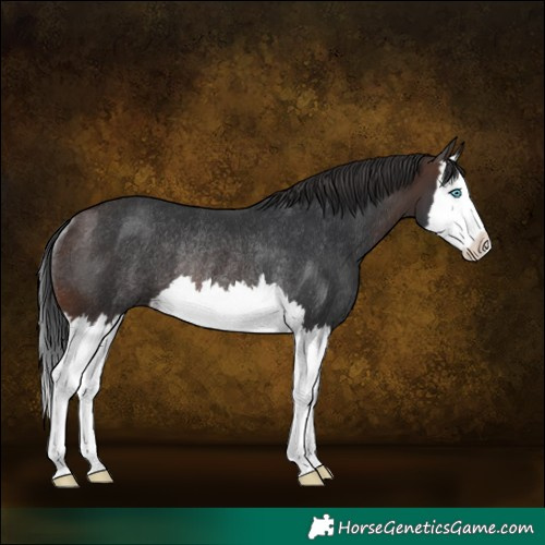 Horse Color:Brown Splash Rabicano 