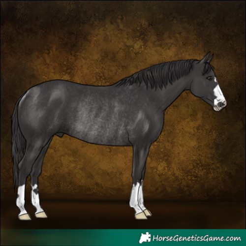 Horse Color:Smoky Black Rabicano