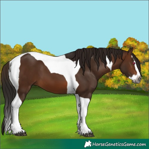 Horse Color:Gray Bay Splash Tobiano 