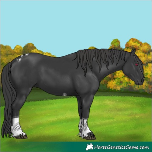 Horse Color:Black Tobiano 