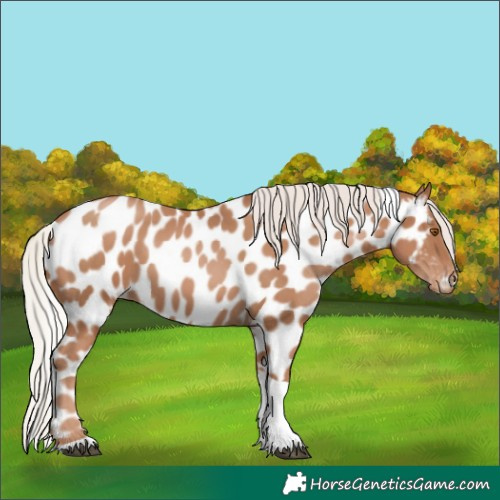 Horse Color:Silver Black Pearl Tobiano Appaloosa 