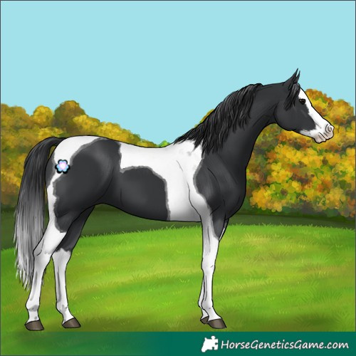 Horse Color:Black Splash Tobiano