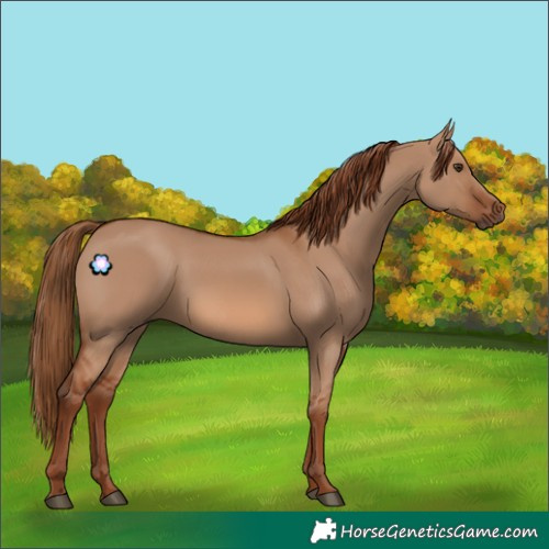 Horse Color:Red Dun Rabicano 