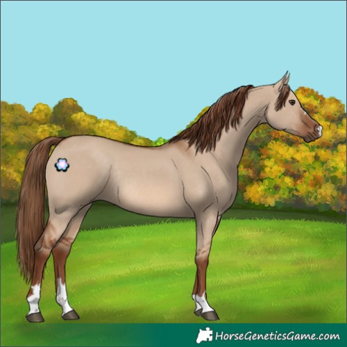Horse Color:Red Dun Rabicano 