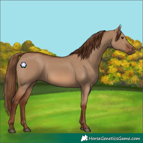 Horse Color:Red Dun Rabicano