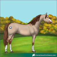 Horse Color:Red Dun Rabicano