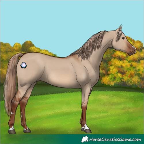 Horse Color:Red Dun Rabicano 