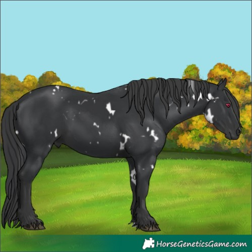 Horse Color:White Spotted Black 