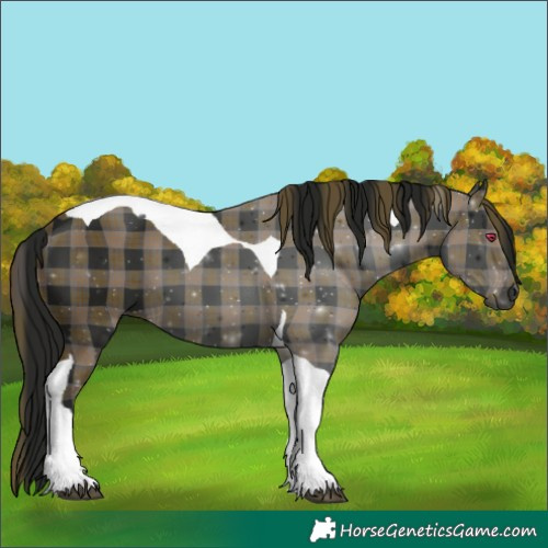 Horse Color:Gray Plaid Black Tobiano
