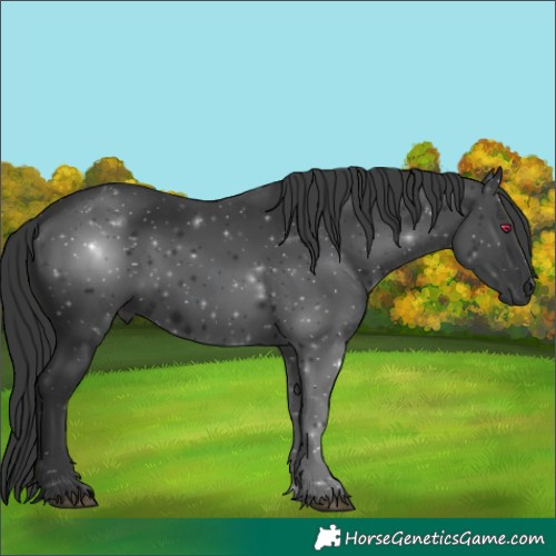 Horse Color:Black 