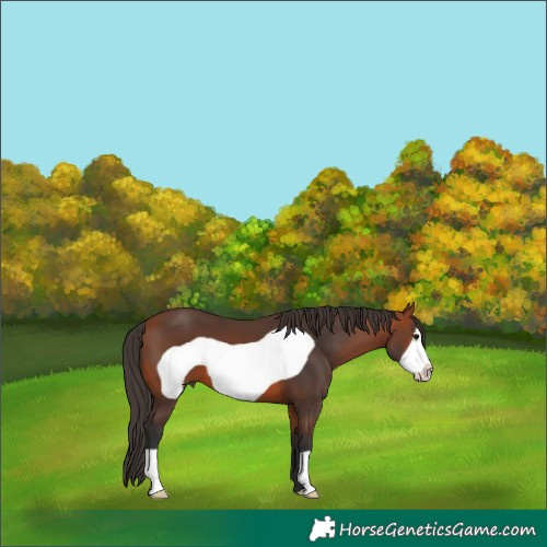 Horse Color:Bay Frame 