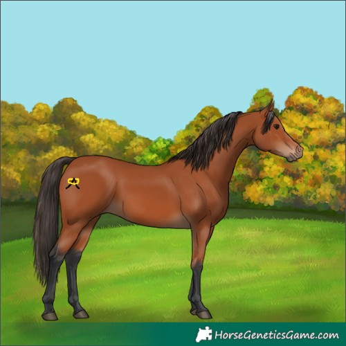 Horse Color:Bay 
