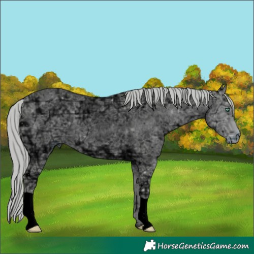 Horse Color:ERROR: UNKNOWN ANOMALY