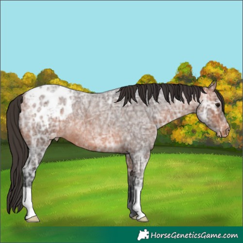 Horse Color:Bay Ice Roan Appaloosa 