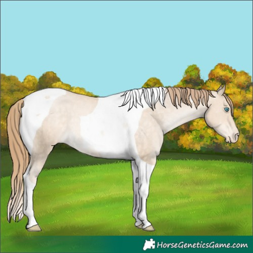 Horse Color:Buckskin Pearl Tobiano Appaloosa