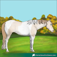 Horse Color:Buckskin Pearl Tobiano Varnish 