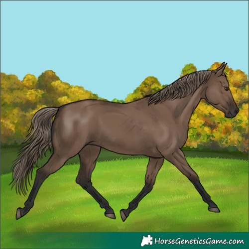 Horse Color:Liver Red Dun Rabicano