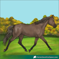Horse Color:Liver Red Dun Rabicano