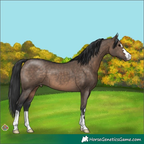 Horse Color:Brown Dun Appaloosa