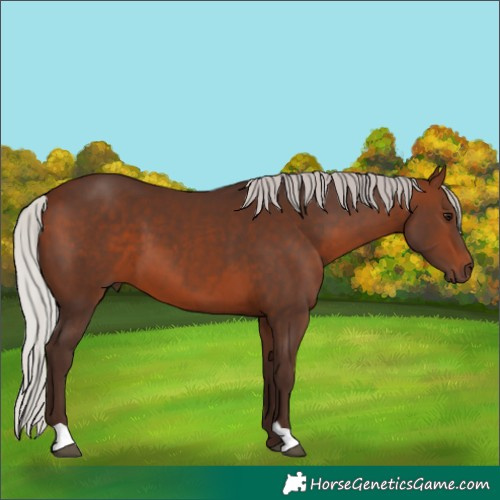 Horse Color:Silver Brown 