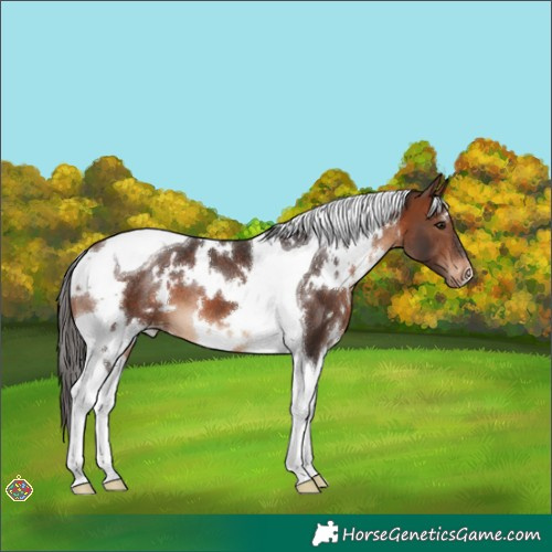 Horse Color:White Spotted Brown Tobiano Appaloosa 