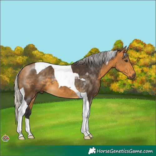 Horse Color:Silver Buckskin Tobiano