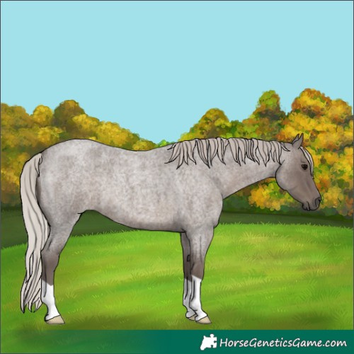 Horse Color:Silver Blue Roan 