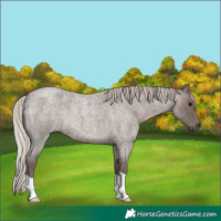 Horse Color:Silver Blue Roan