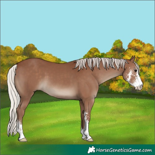 Horse Color:Silver Black Sabino 