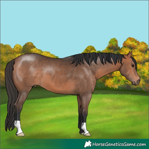 Horse Color:Unknown 