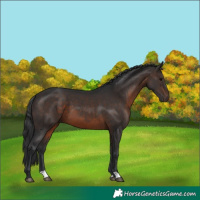 Horse Color:Brown 