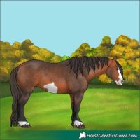 Horse Color:Bay Frame 