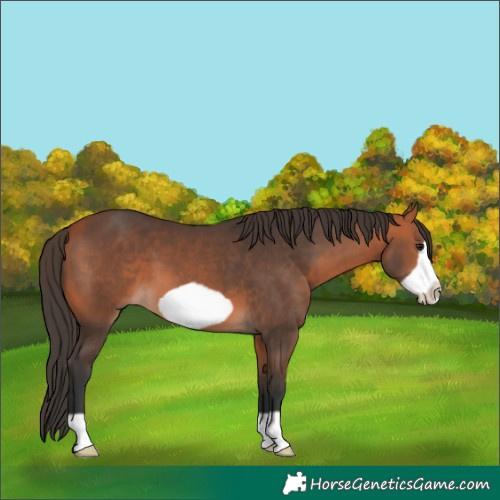 Horse Color:Bay Frame