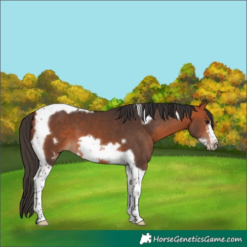 Horse Color:Bay Tobiano Frame 