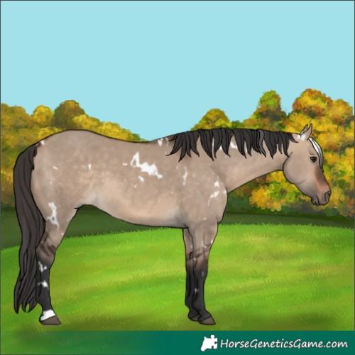 Horse Color:White Spotted Bay Dun 