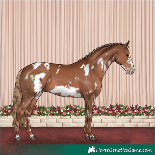 Horse Color:White Spotted Chestnut Frame