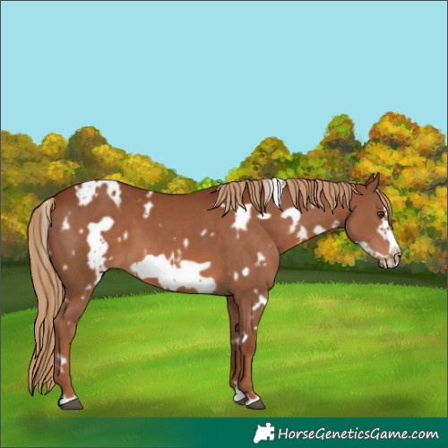 Horse Color:White Spotted Chestnut Frame 