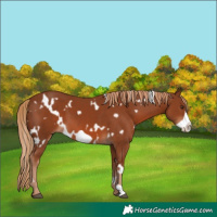 Horse Color:White Spotted Chestnut Frame