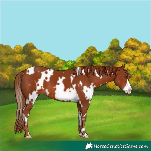 Horse Color:White Spotted Chestnut Frame 