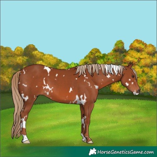 Horse Color:White Spotted Chestnut