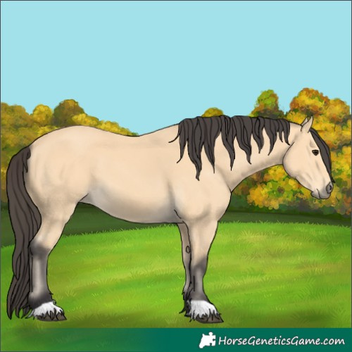Horse Color:Buckskin 