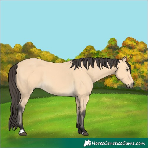 Horse Color:Buckskin 
