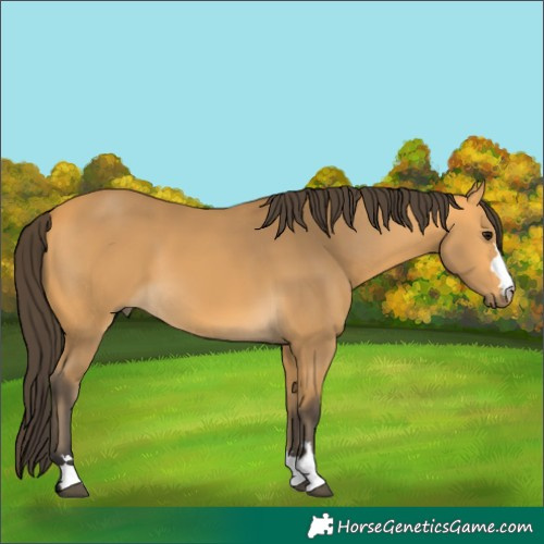 Horse Color:Buckskin 