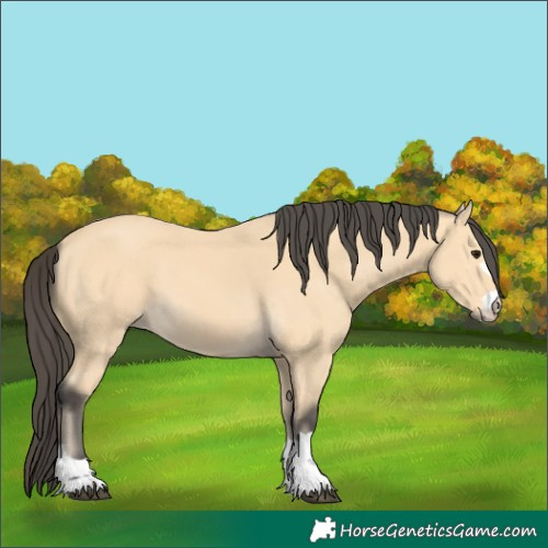Horse Color:Buckskin 