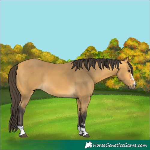 Horse Color:Buckskin 