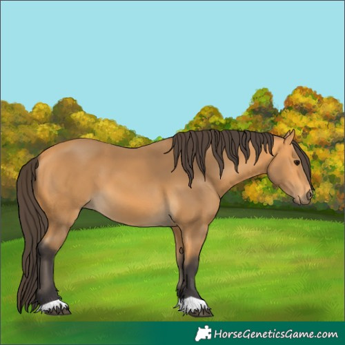 Horse Color:Buckskin 