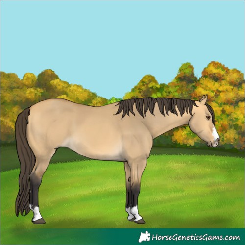 Horse Color:Buckskin Dun 
