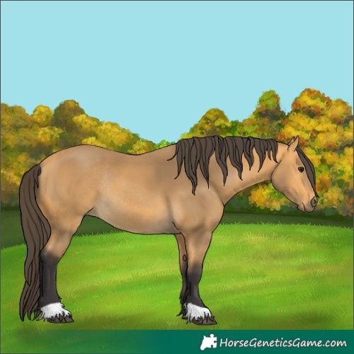 Horse Color:Buckskin Rabicano 